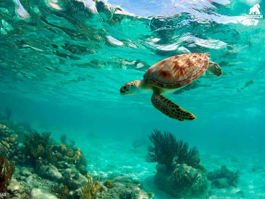 5 Star All-Inclusive  Mexico Holiday